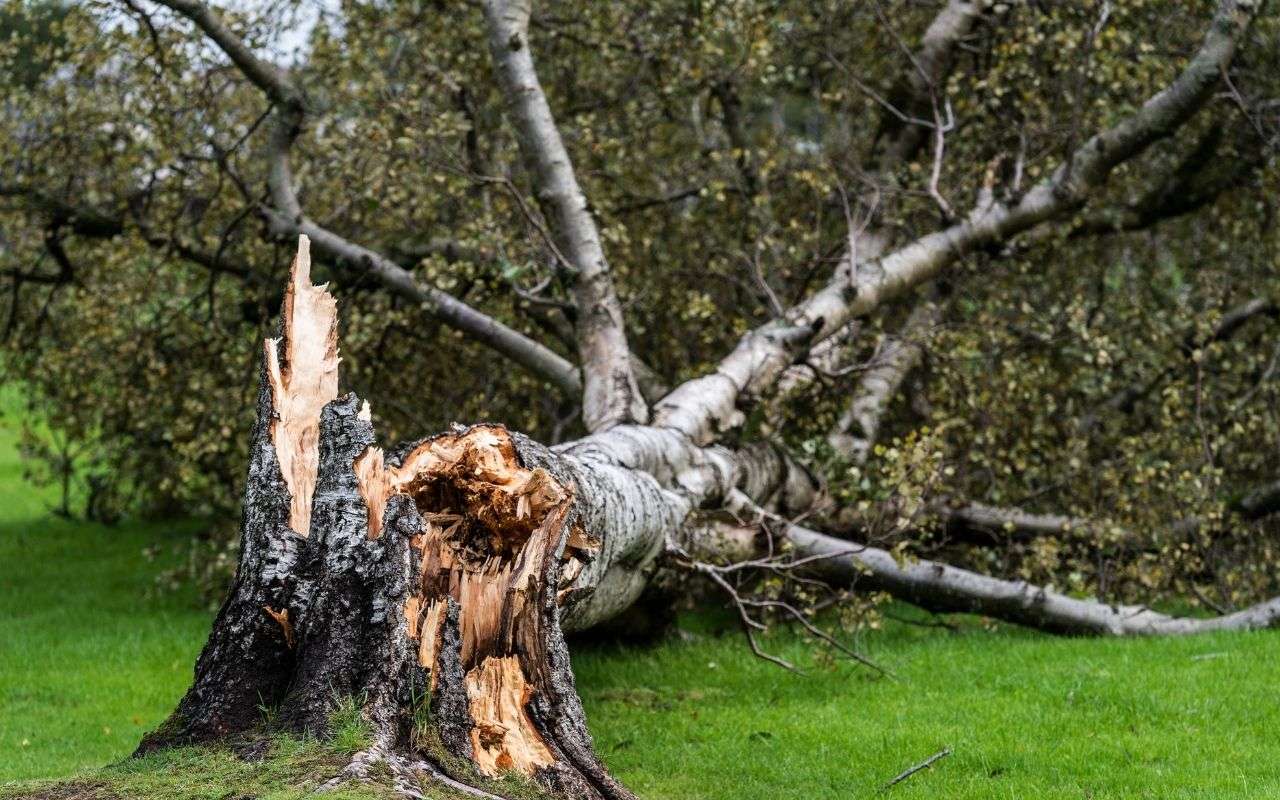 Emergency tree removal