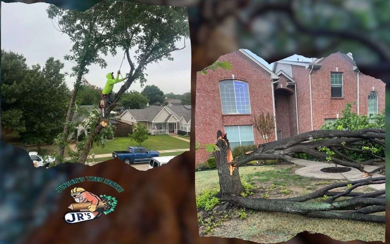 Professional arborists safely removing storm-damaged trees