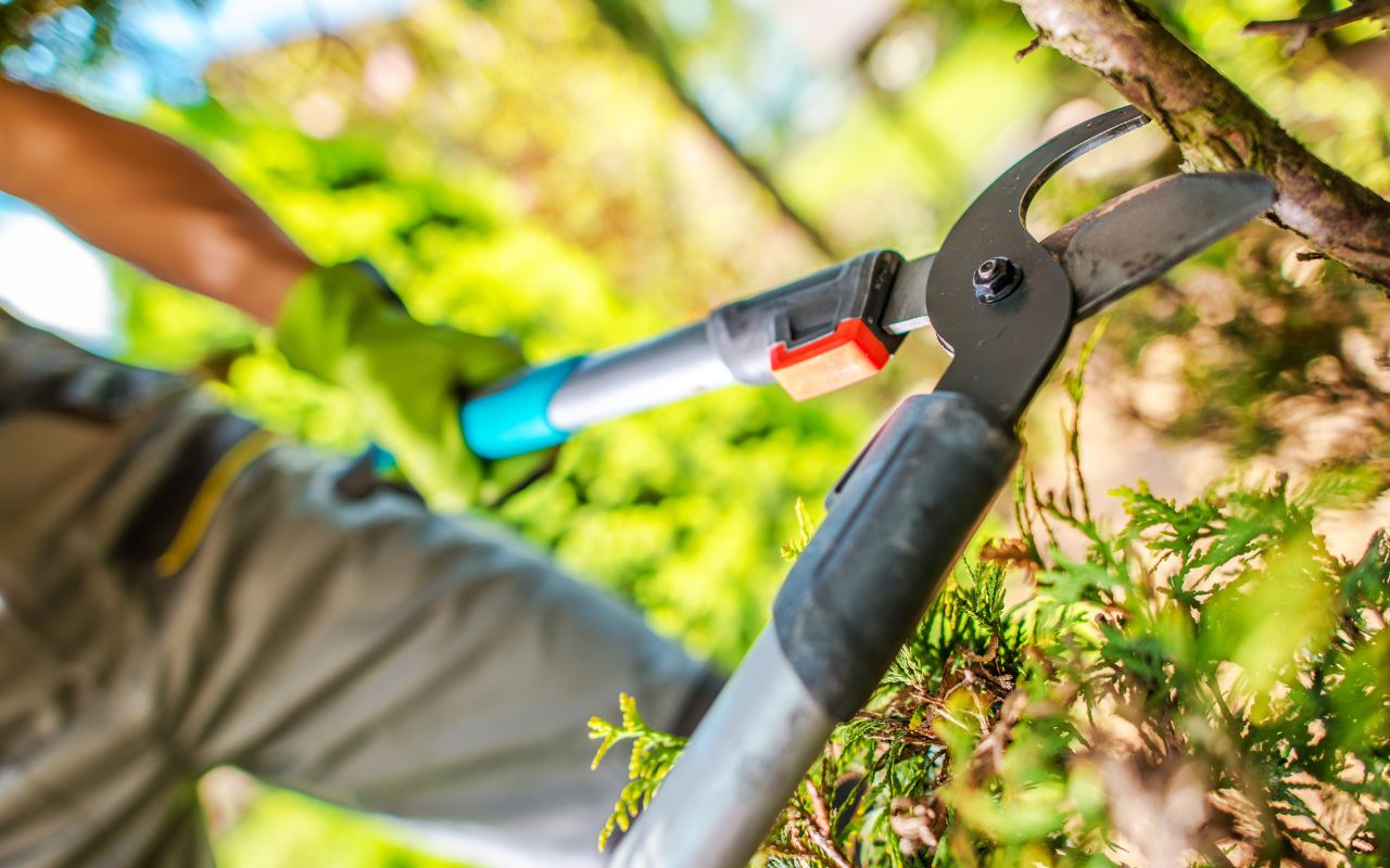 Benefits of Regular Tree Maintenance