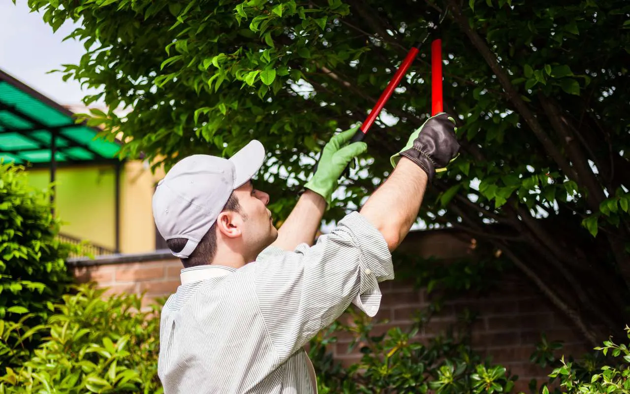 Guide to tree trimming techniques for healthy trees.