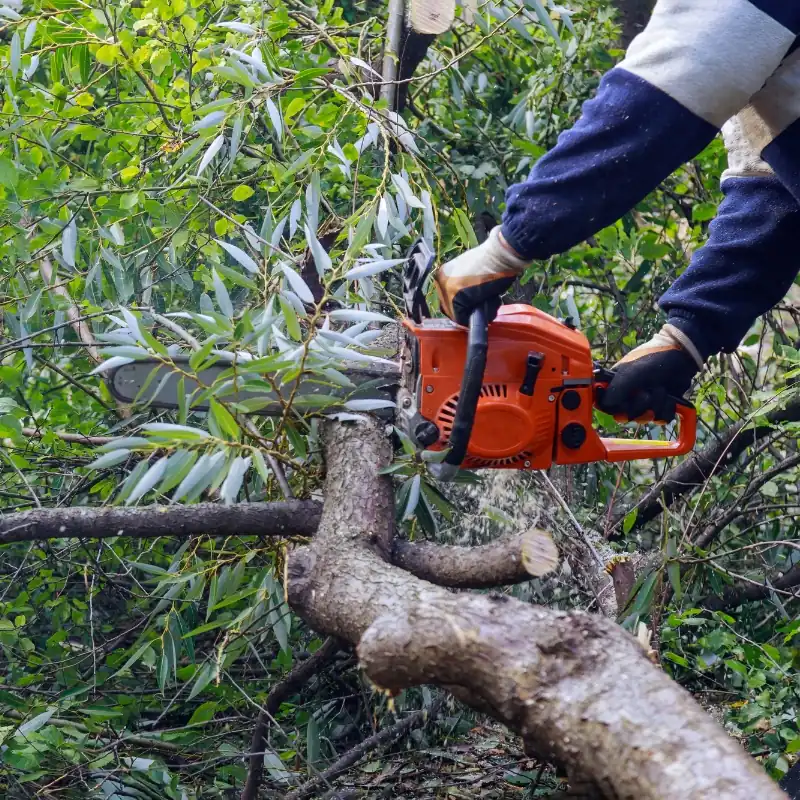 Comprehensive tree services in Invving