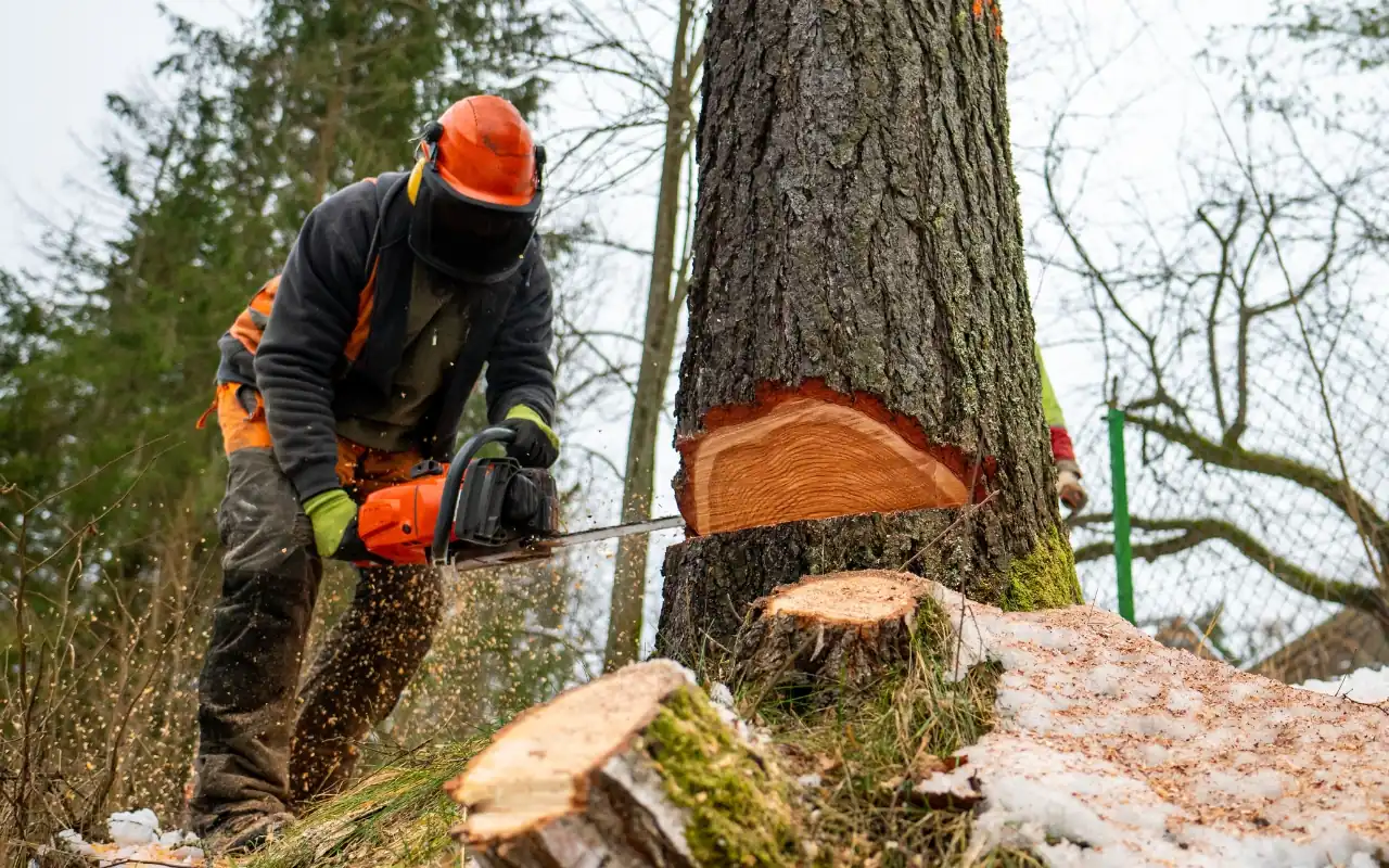 How to Safely Remove a Tree: A Comprehensive Guide