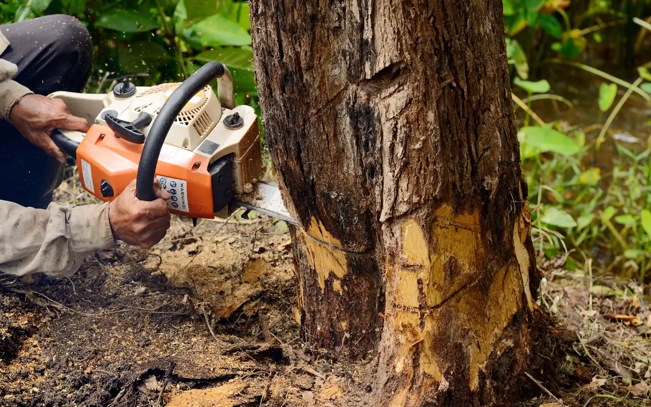 Removing a tree can be a daunting task