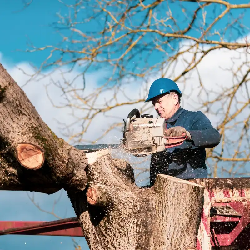 Choosing Junior’s Tree Services means opting for quality, safety, and reliability