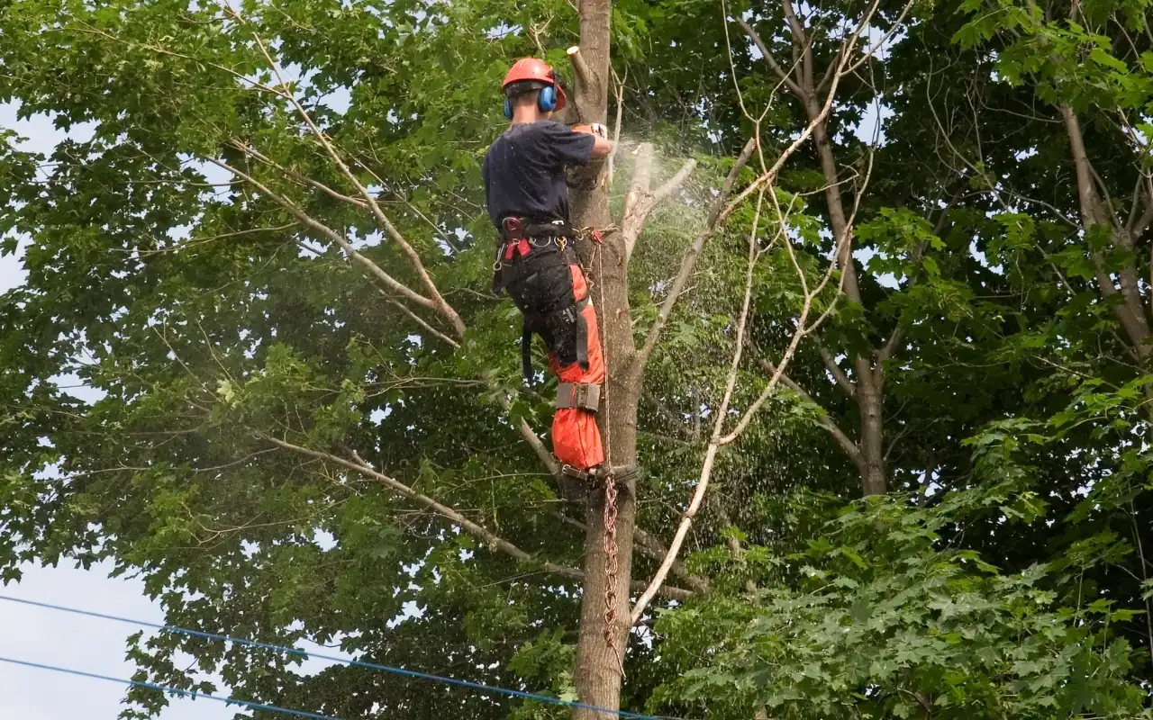 Safe tree removal in Lewisville with proper equipment and safety gear.