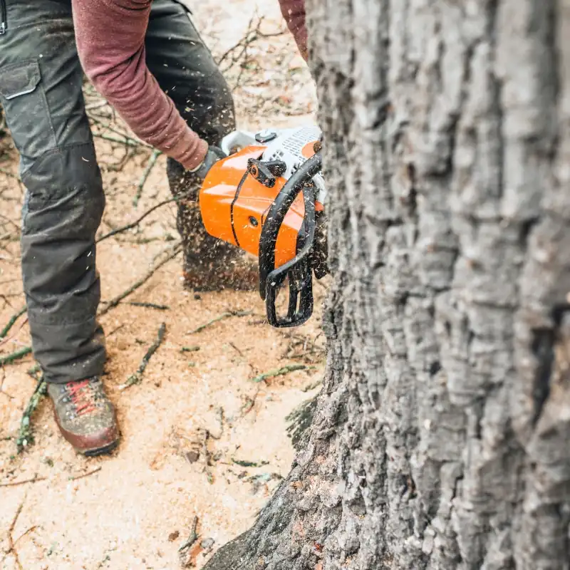 Professional Tree Removal Services in Coppell, TX