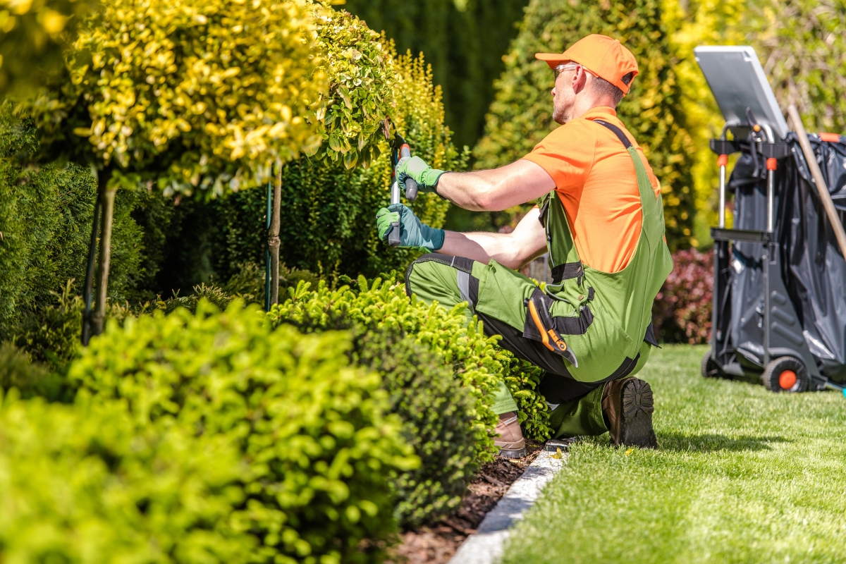 Top 10 Tree Trimming Tips for Healthy Growth