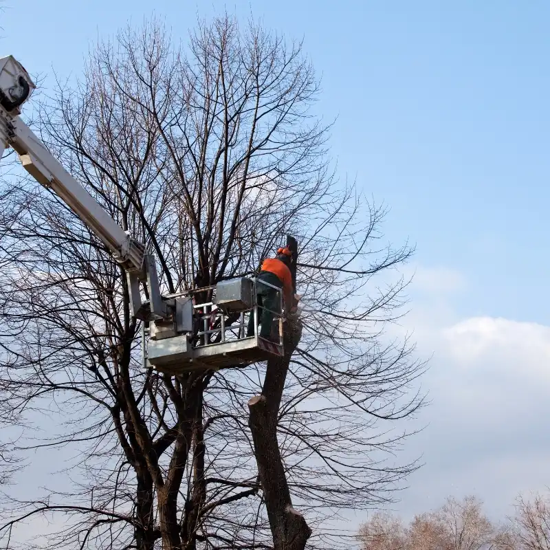 why choose our tree services coppell