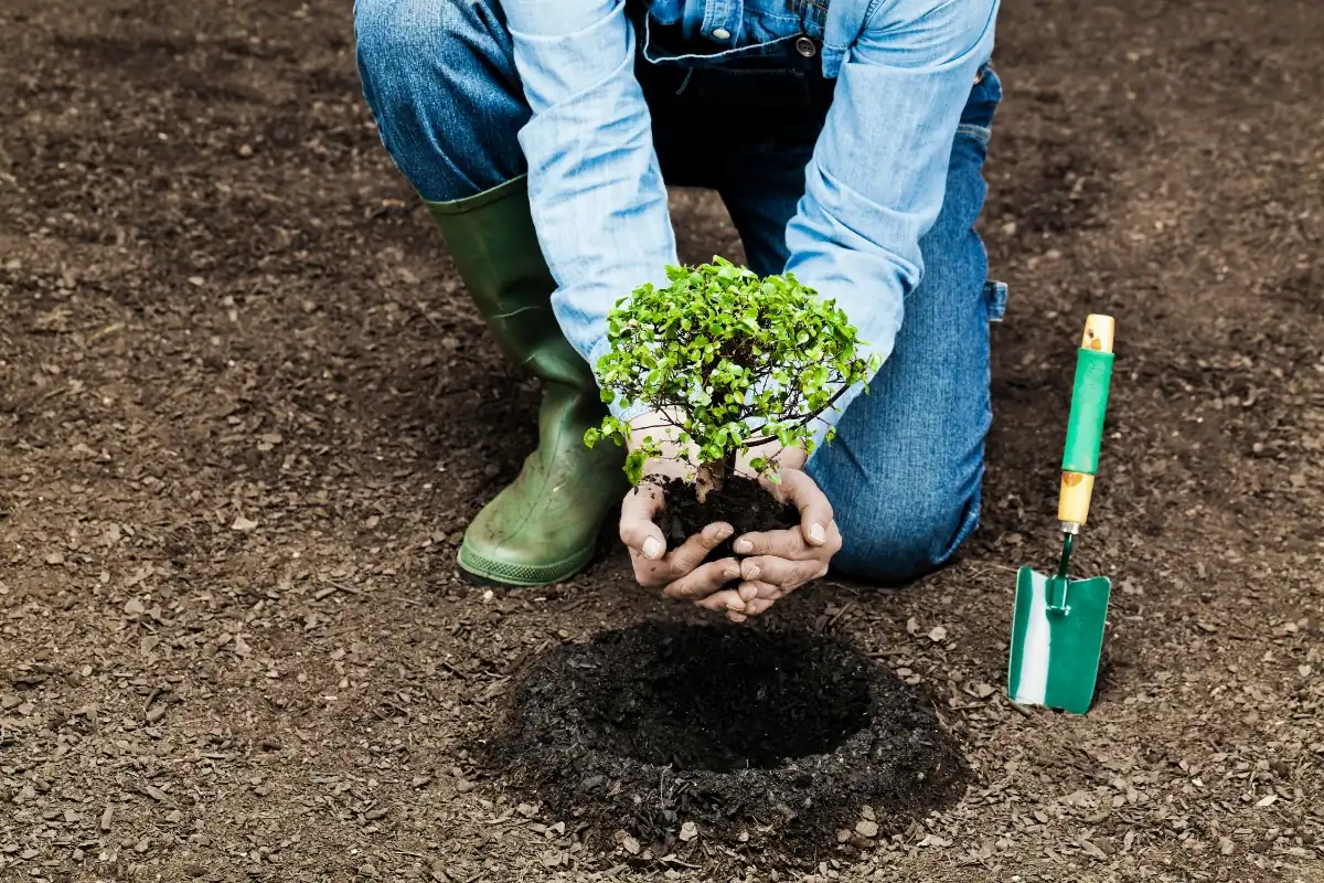 Autumn tree care focusing on planting and transplanting trees.