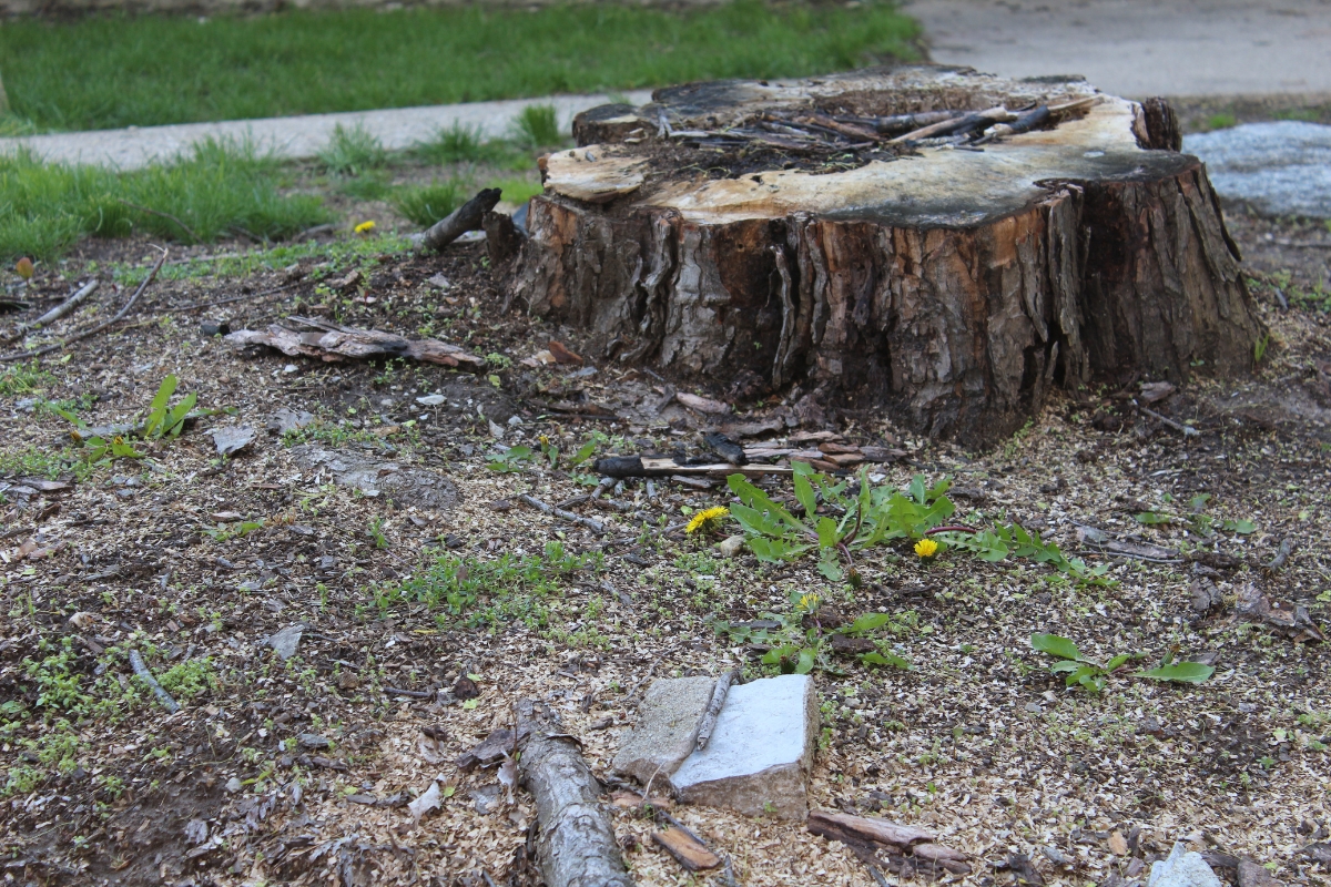 Freshly ground stump area with wood chips used as mulch, showcasing the results of DIY stump grinding.