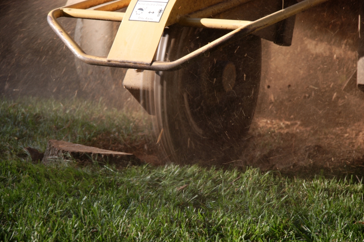 Preparing the site for stump grinding, clearing debris and setting safety boundaries.