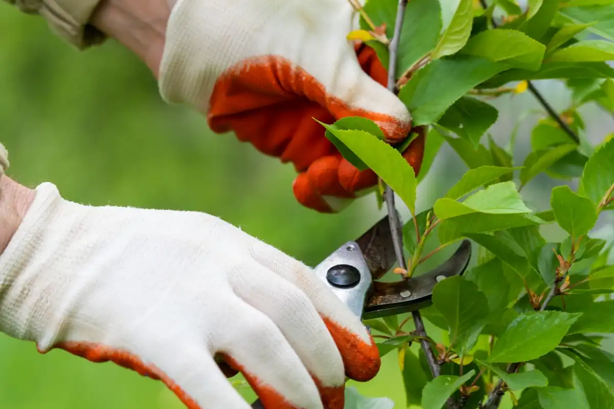 Expert Tree Care Tips for Every Season