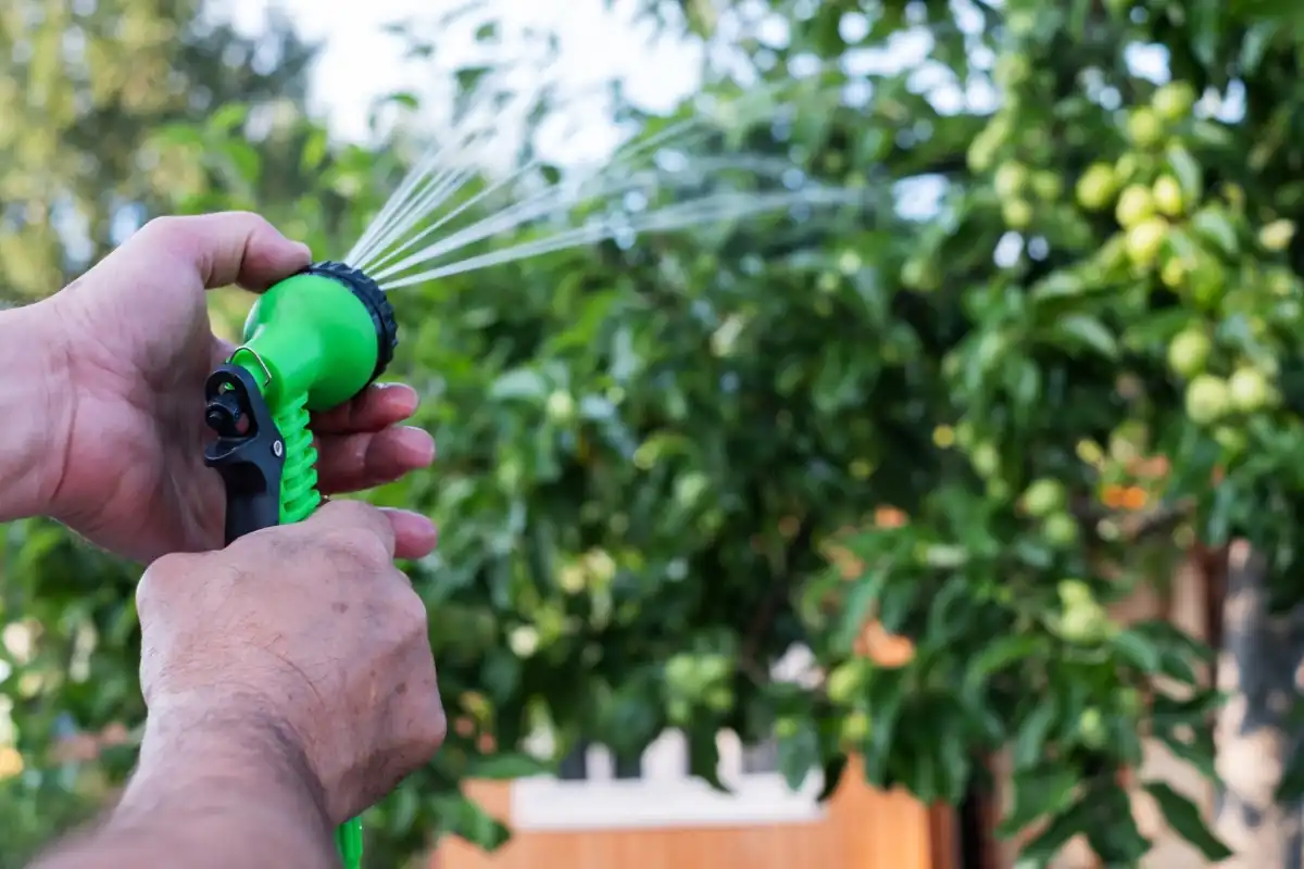 Summer tree care showing deep watering techniques for strong roots.