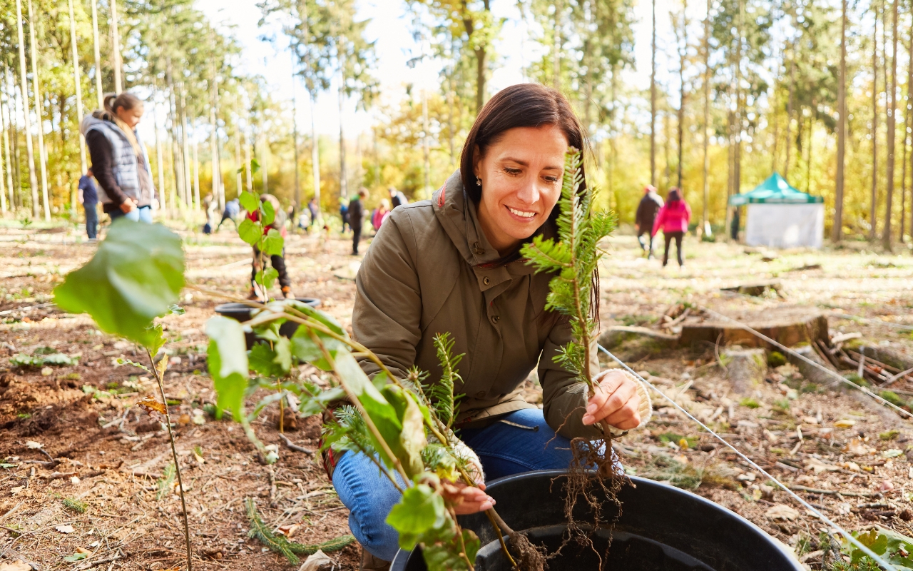 Choosing the optimal location for planting trees in your yard