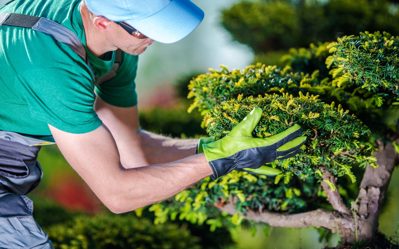 Essential care and maintenance tips for newly planted trees