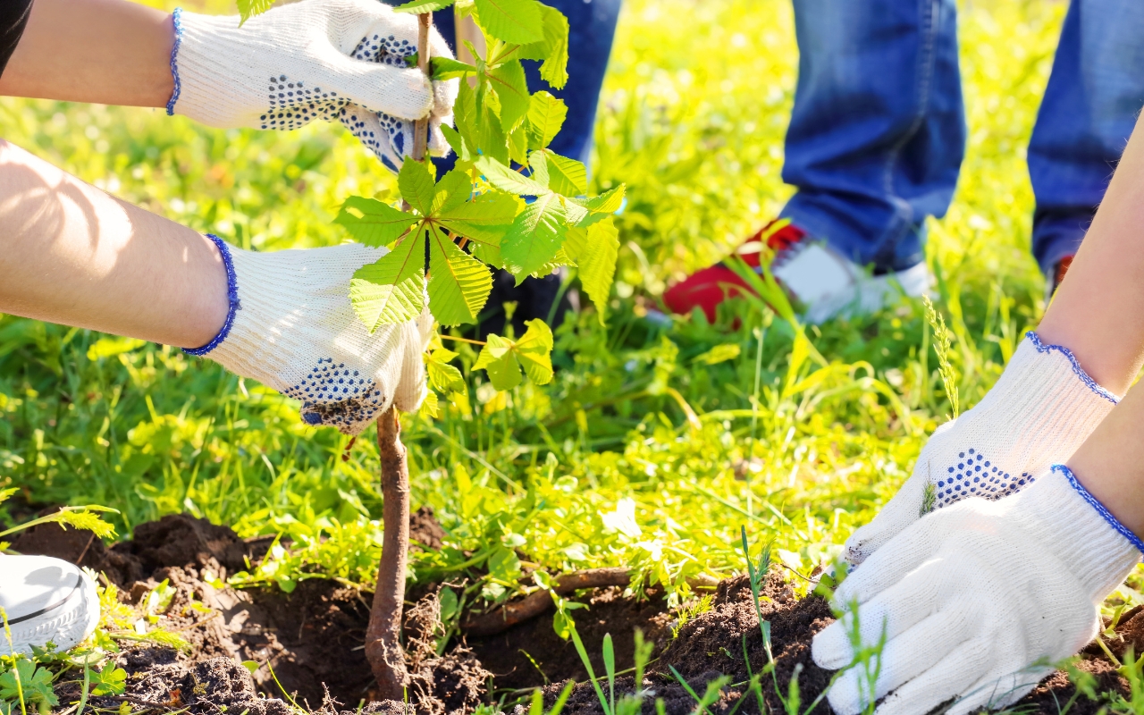 Successful growth of young trees with proper planting methods