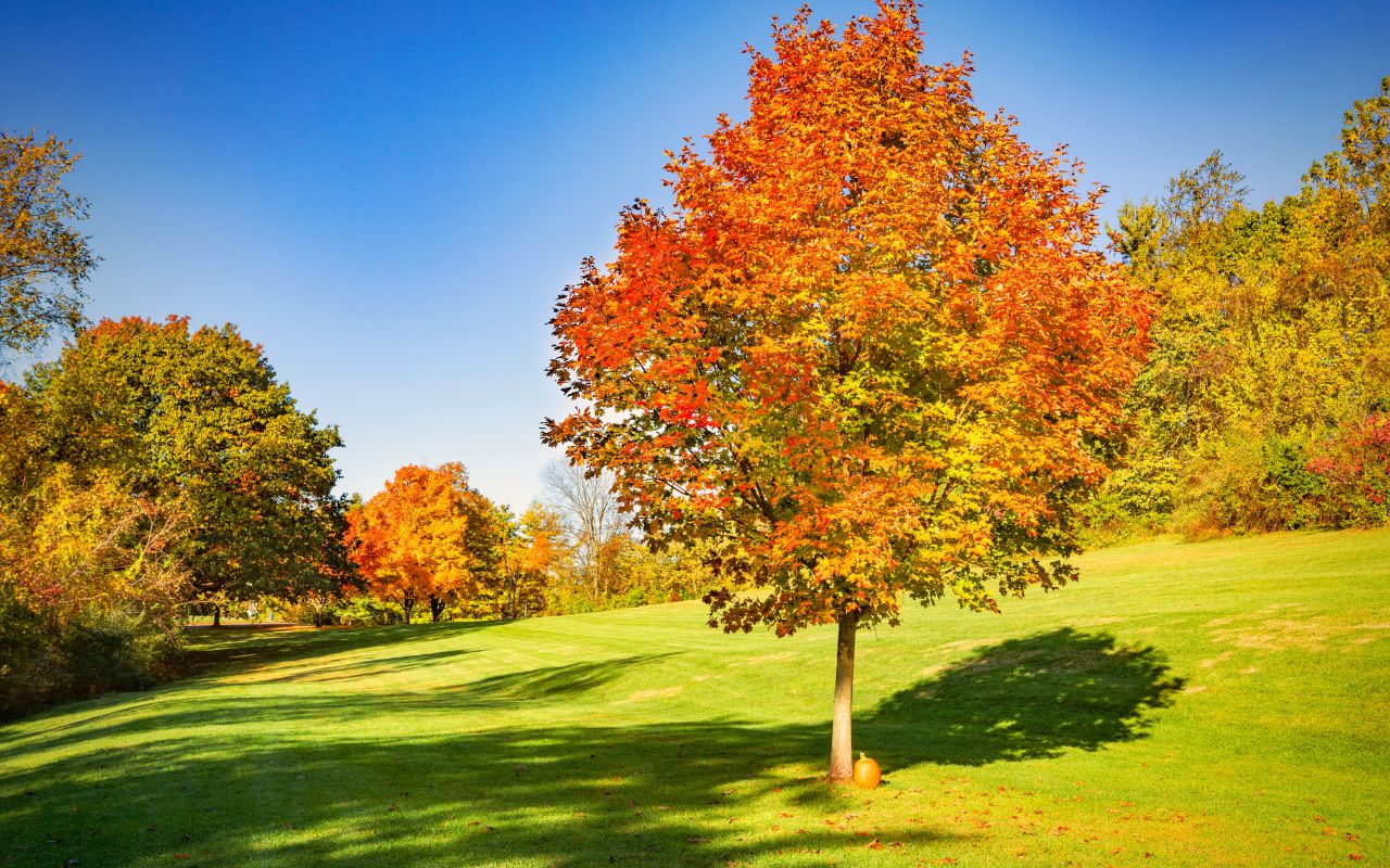 Comprehensive Fall Tree Care Guide for Texas