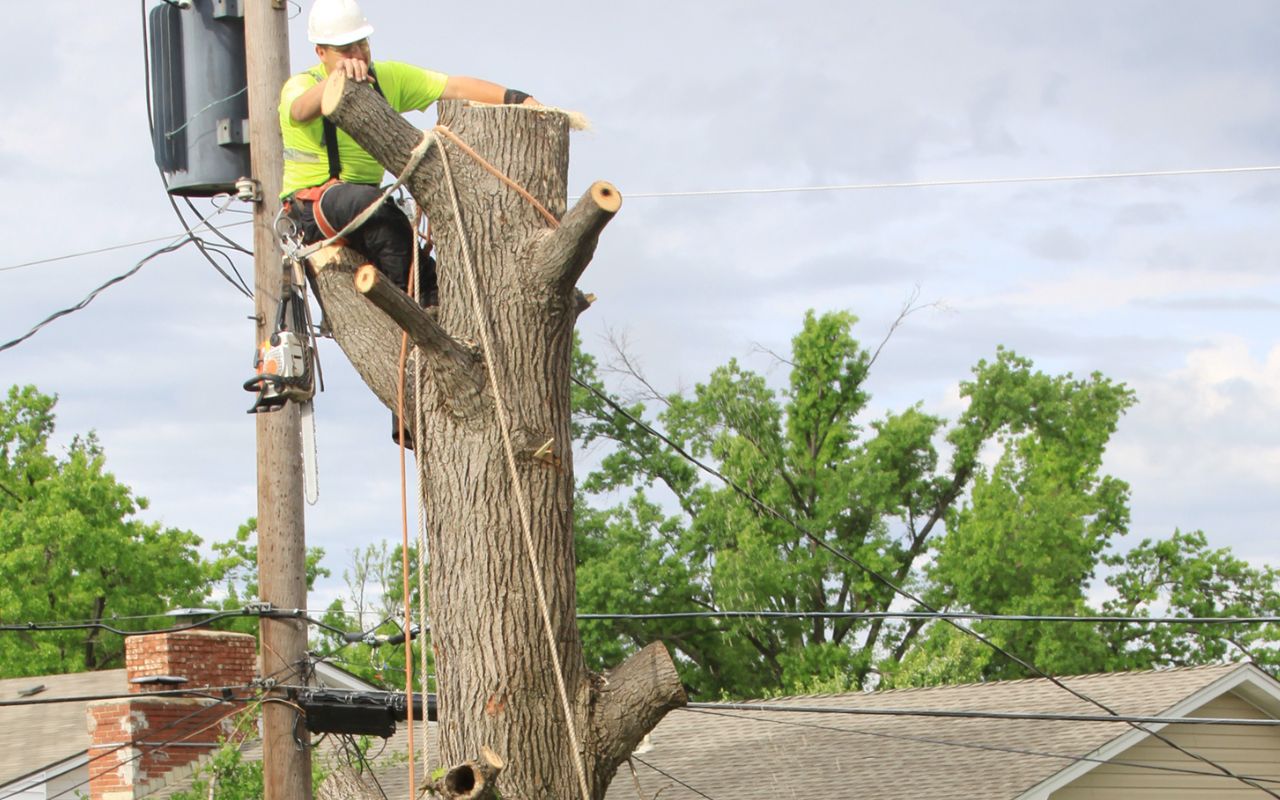 Safely removing a large tree using proper techniques