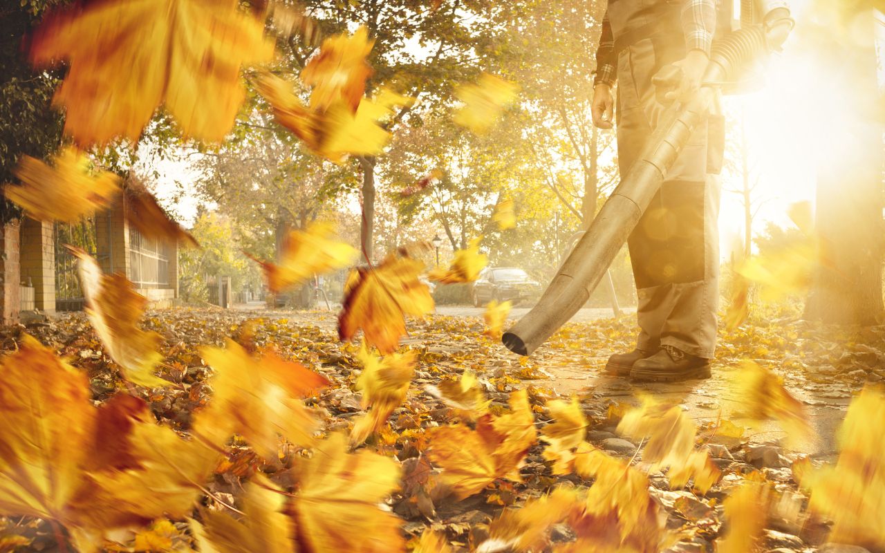 Effective leaf cleanup methods for Texas homeowners.