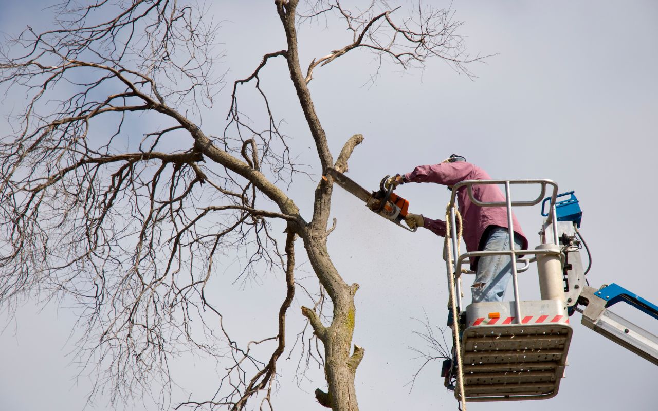 Tree trimming to prevent property damage by removing overhanging branches