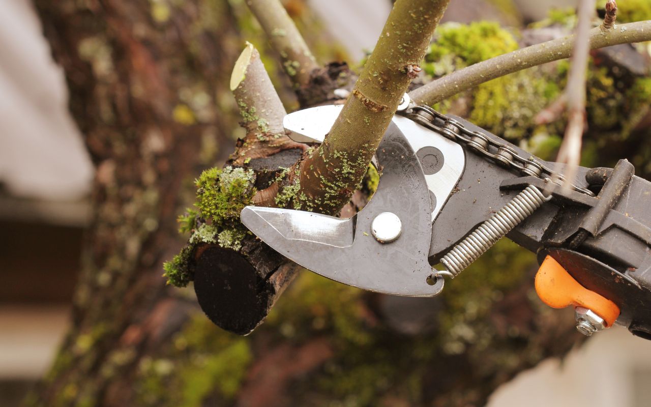 Benefits of Regular Tree Pruning for Healthier Trees