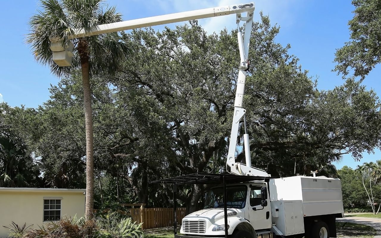 Essential equipment for safe tree removal practices