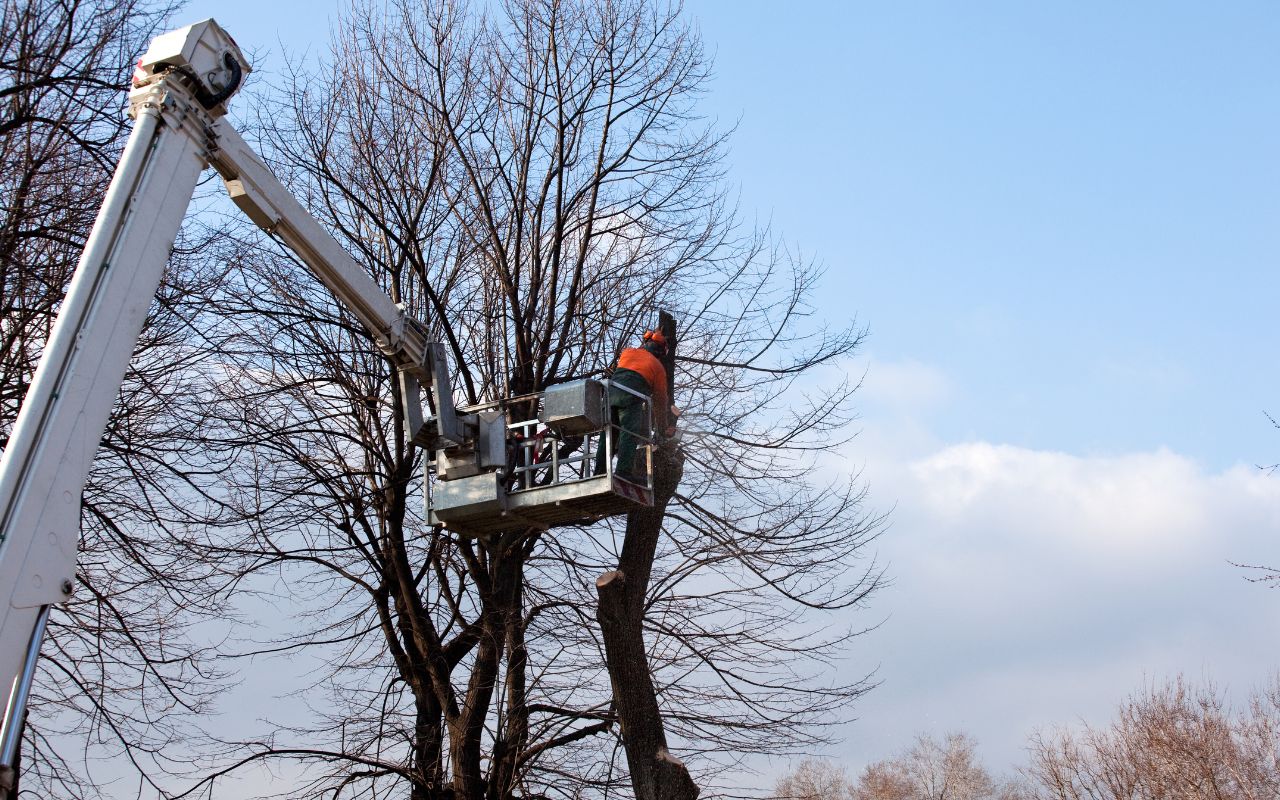 Regular tree pruning promotes healthy growth and structure