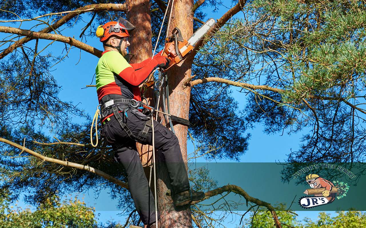 The Importance of Tree Care: Why Regular Maintenance Matters