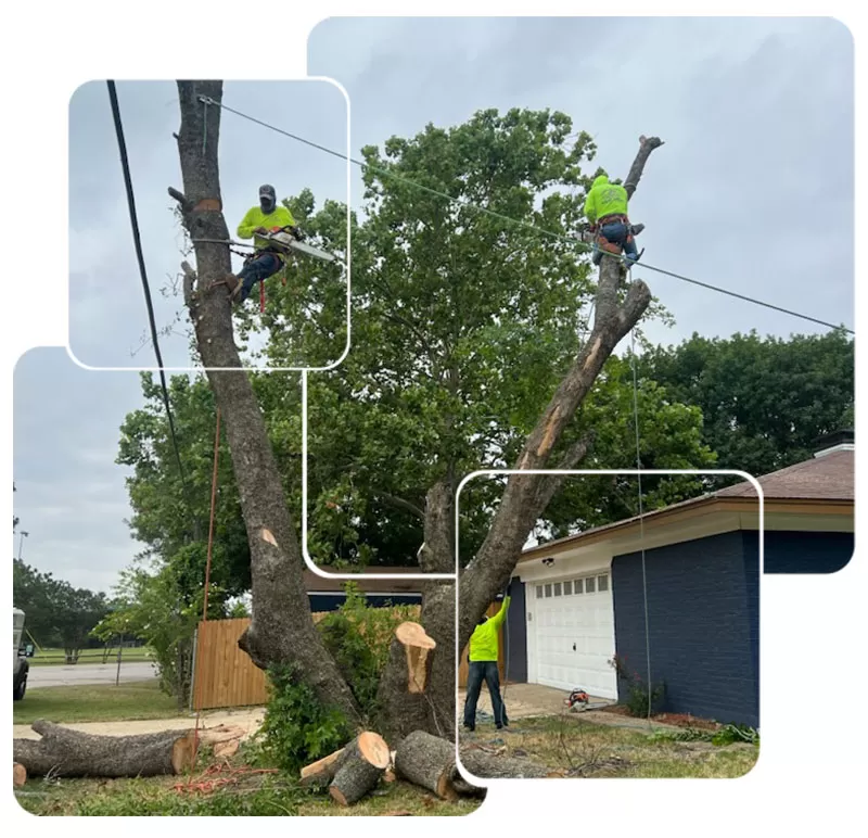 Tree Removal Services