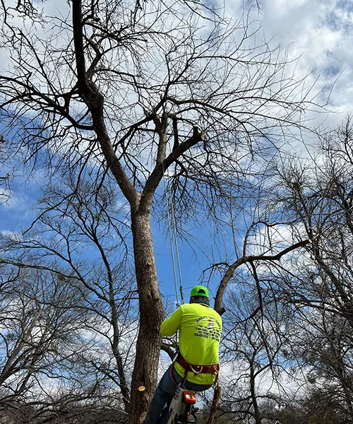 Tree Trimming