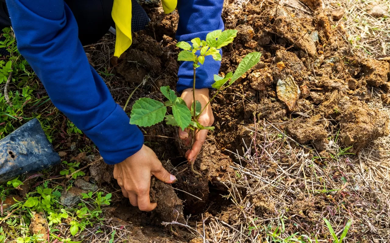 When and How to Plant Trees for Optimal Growth