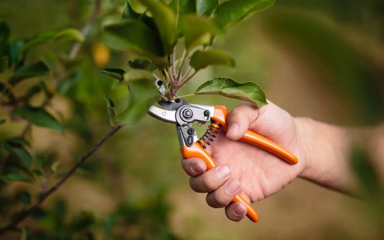 Why Safe Tree Pruning Is Crucial for Tree Longevity