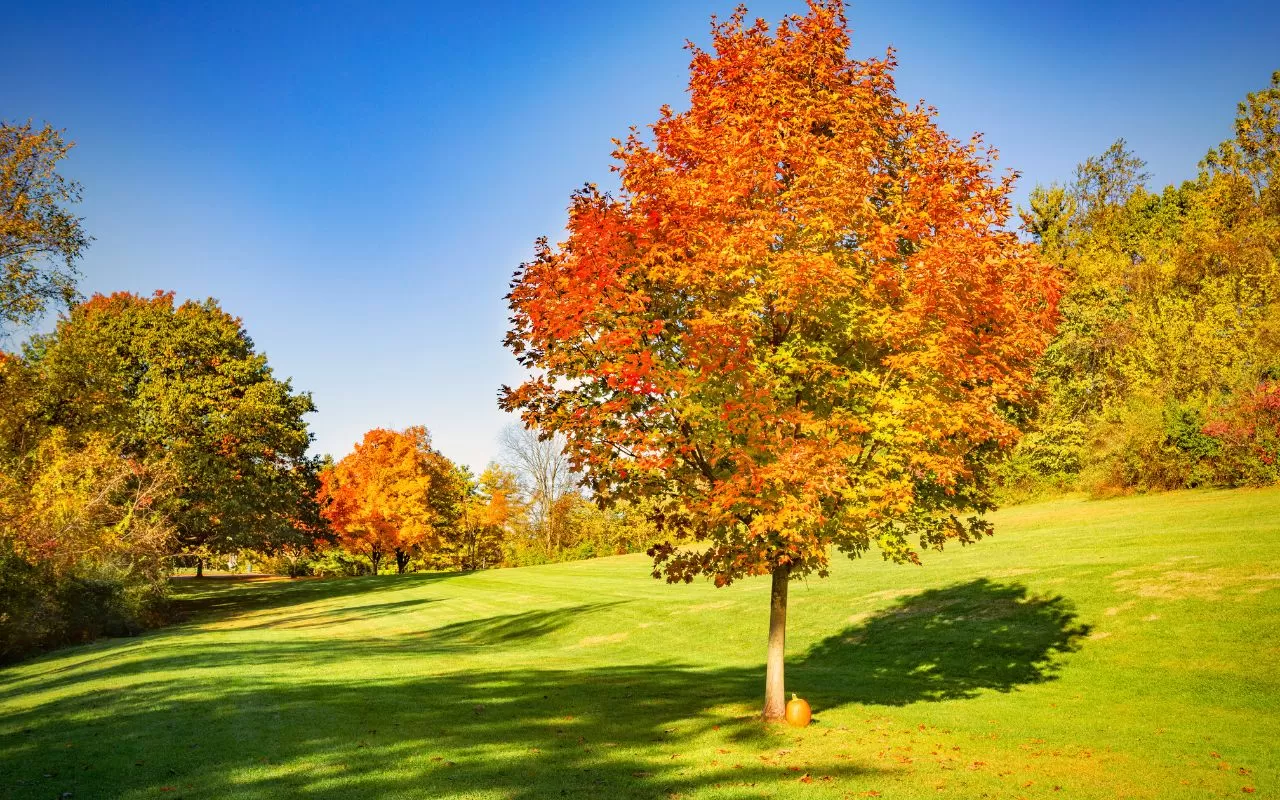 Comprehensive Fall Tree Care Guide for Texas