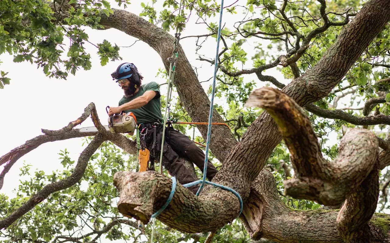 Tree removal techniques explained for safe practices